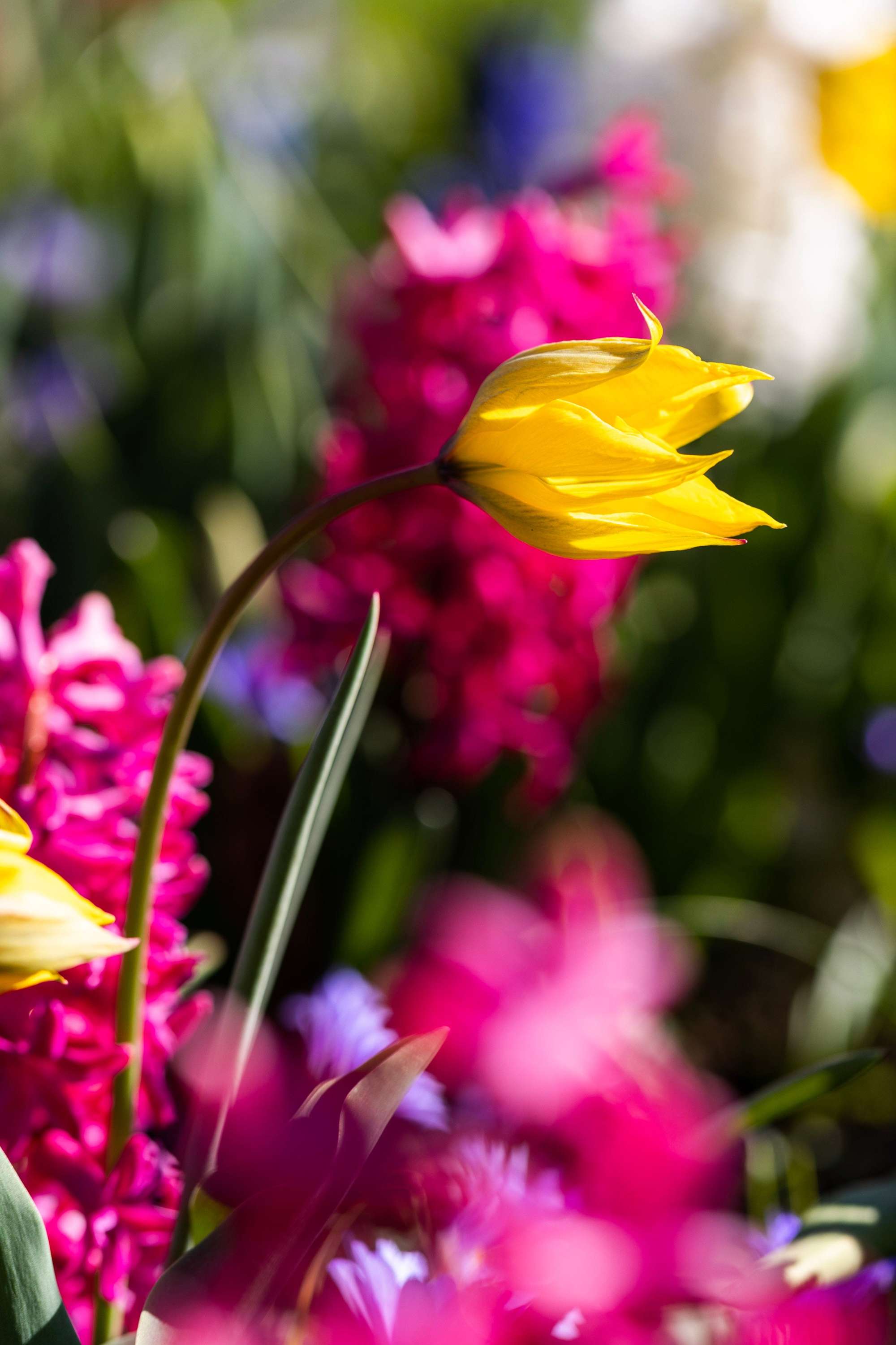 Tulpe 'Sylvestris'